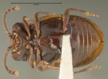 Media type: image;   Entomology 24537 Aspect: habitus ventral view